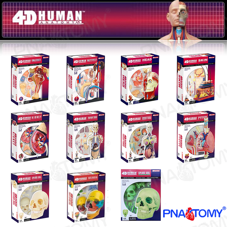 Human Body Puzzle - Human Anatomical Model Puzzle Skull Kidney