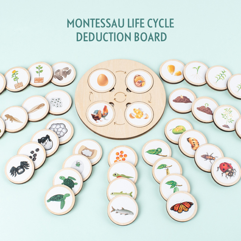Montessori Shelf Toy - Life Cycle Board Montessori Kit Biology