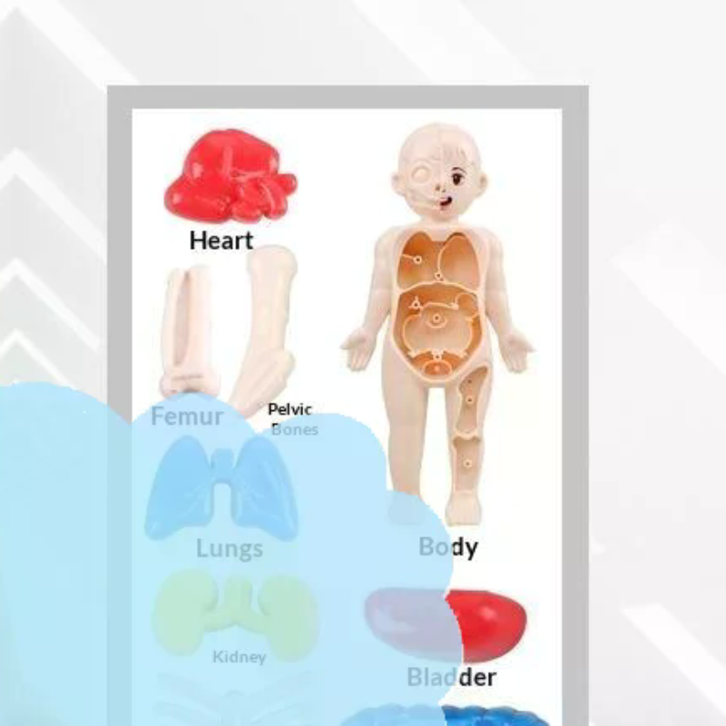 Model Toy Puzzle Kids Gift Hum - Human Body Puzzle ulasan dan harga