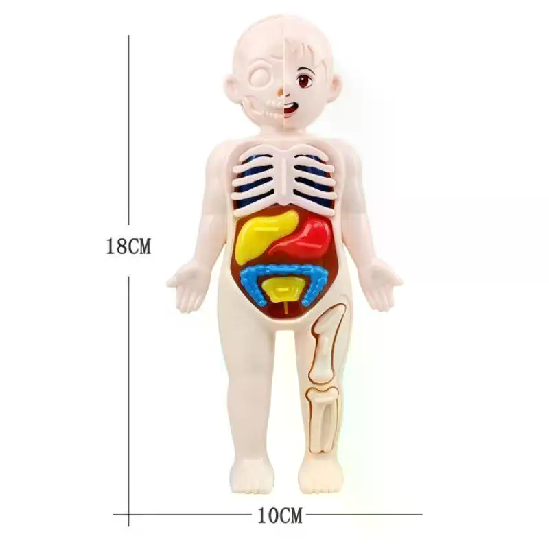 Model Toy Puzzle Kids Gift Hum - Human Body Puzzle ulasan dan harga