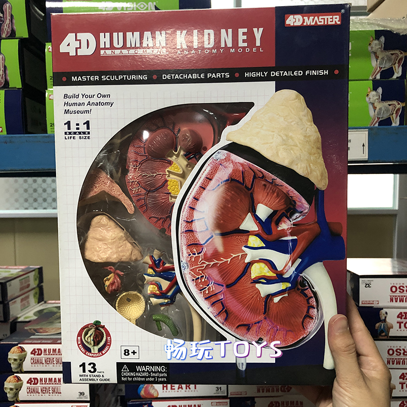 Human Anatomical Model Puzzle  - Human Body Puzzle ulasan dan harga