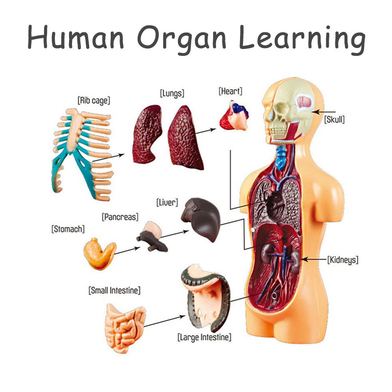3D Human Body Torso Model Educ - Human Body Puzzle ulasan dan harga