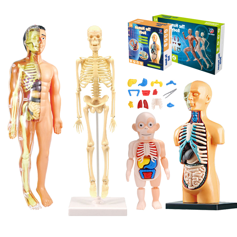 DIY Mannequin 3D Human Body Mo - Human Body Puzzle ulasan dan harga