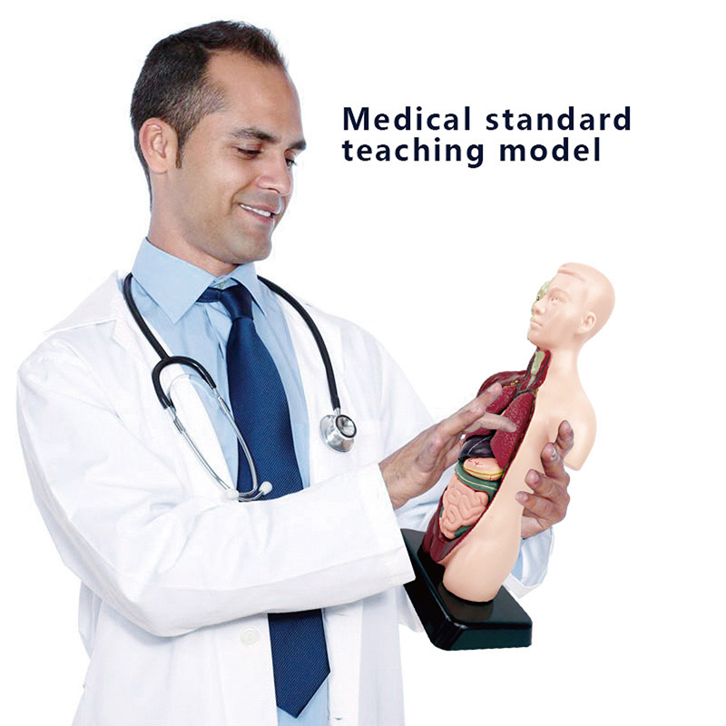 DIY Mannequin 3D Human Body Mo - Human Body Puzzle ulasan dan harga
