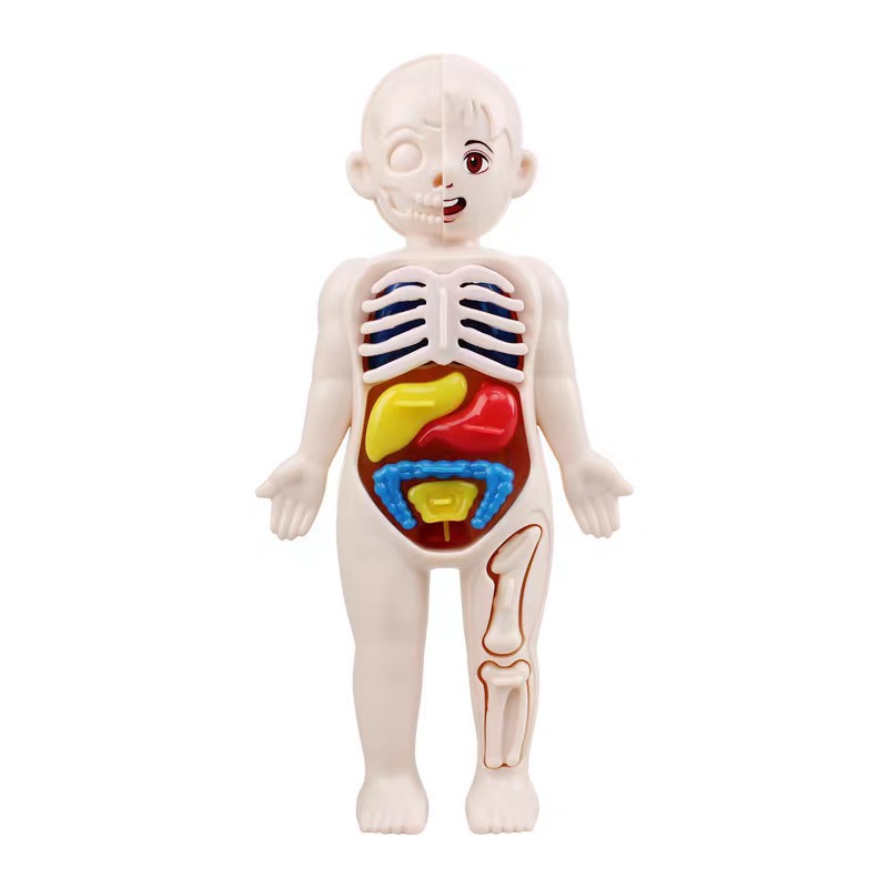14PCS/Set 3D Puzzle Human Anat - Human Body Puzzle ulasan dan harga