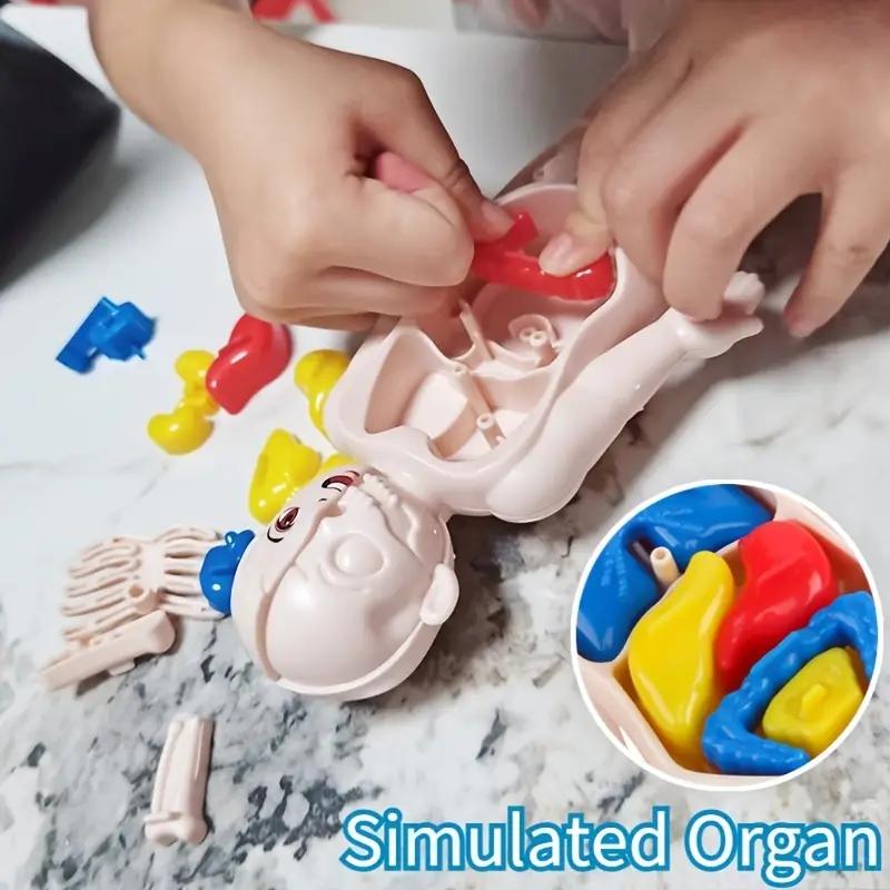 14PCS/Set 3D Puzzle Human Anat - Human Body Puzzle ulasan dan harga