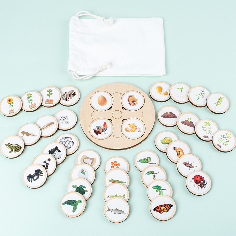 Life Cycle Board Montessori Ki - Montessori Shelf Toy ulasan dan harga