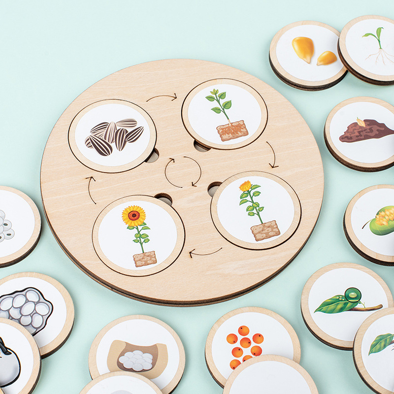 Life Cycle Board Montessori Ki - Montessori Shelf Toy ulasan dan harga