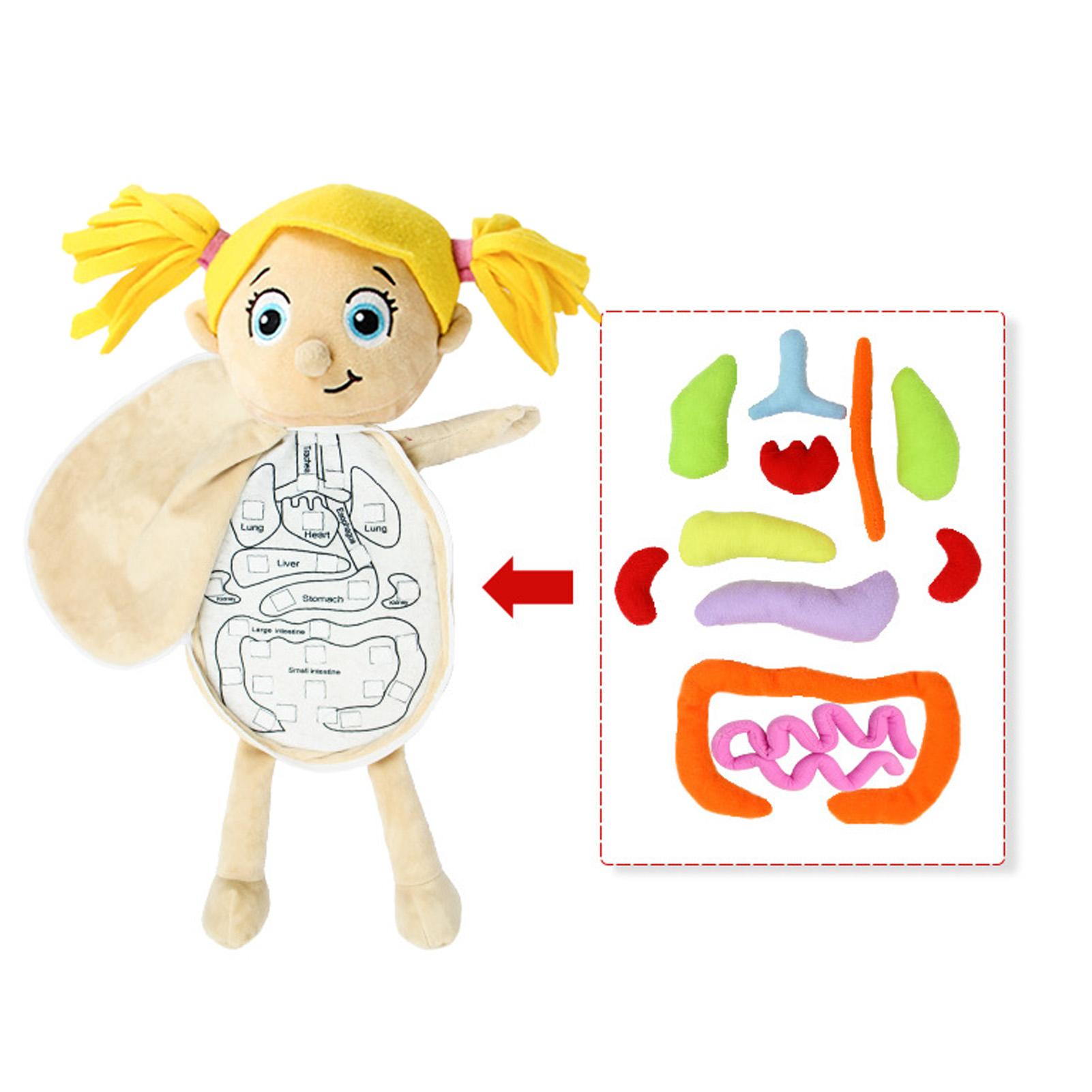 Kid Montessori Toys 3D Puzzle  - Human Body Puzzle ulasan dan harga