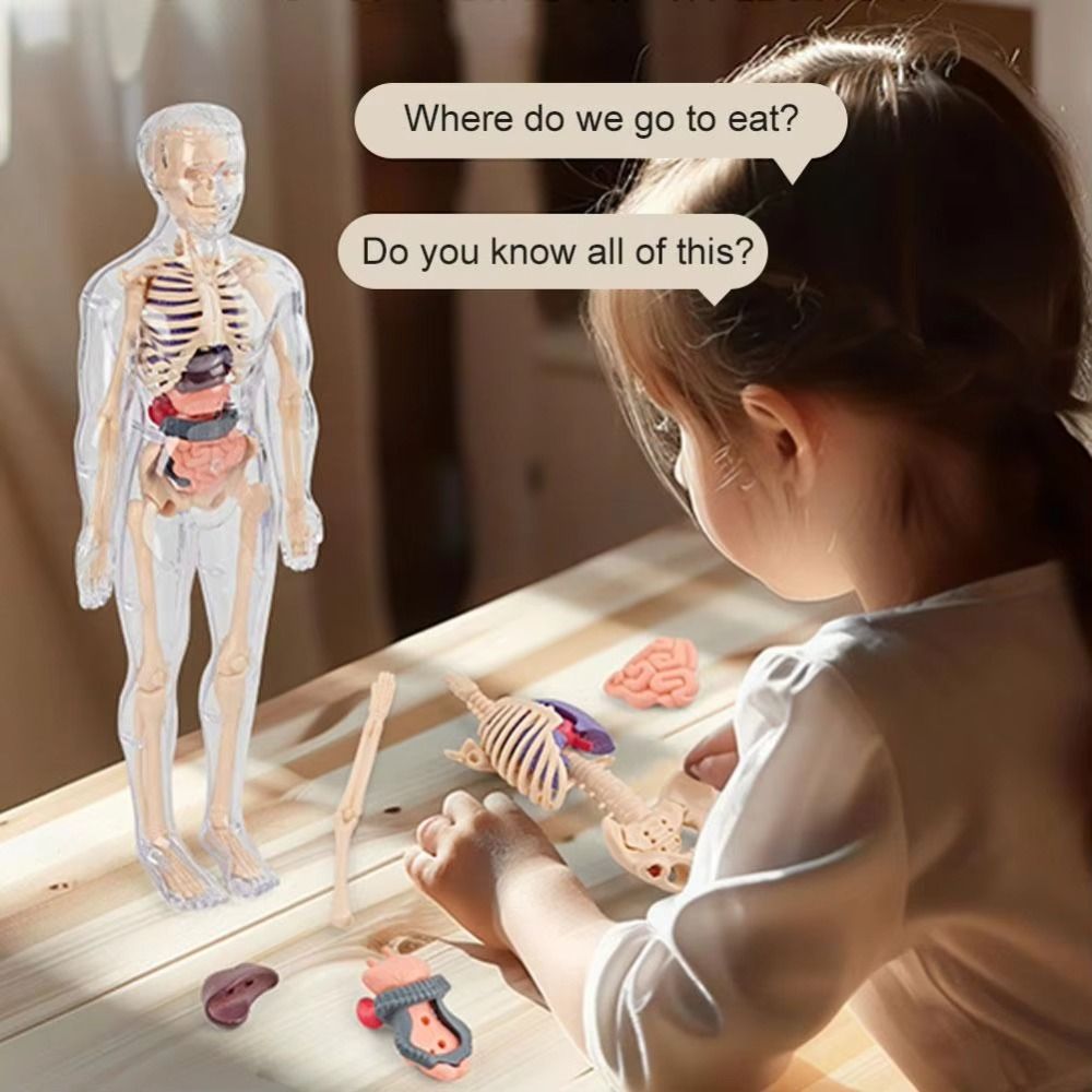 Plastics 3d Human Torso Model  - Human Body Puzzle ulasan dan harga