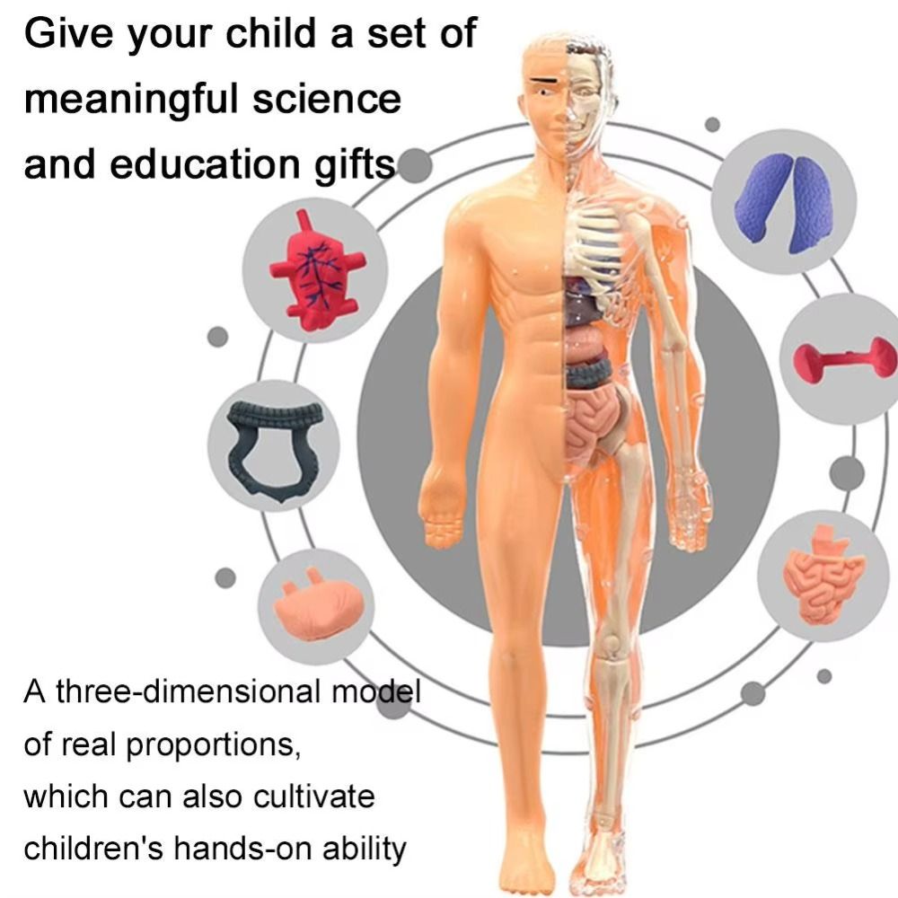 Plastics 3d Human Torso Model  - Human Body Puzzle ulasan dan harga