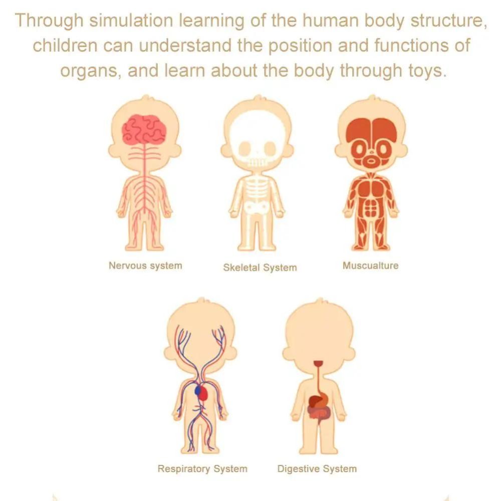 Plastics 3d Human Torso Model  - Human Body Puzzle ulasan dan harga