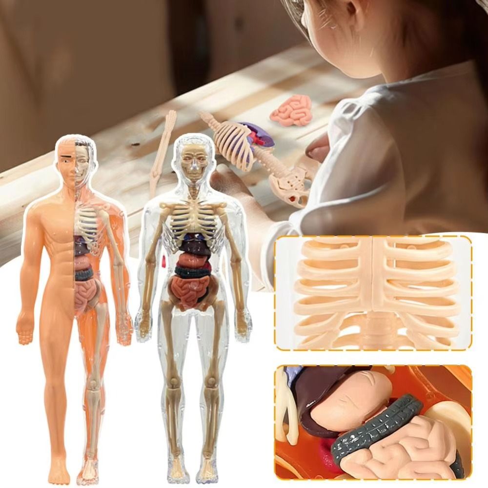 Plastics 3d Human Torso Model  - Human Body Puzzle ulasan dan harga